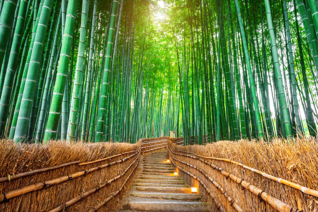 bamboo forest kyoto japan