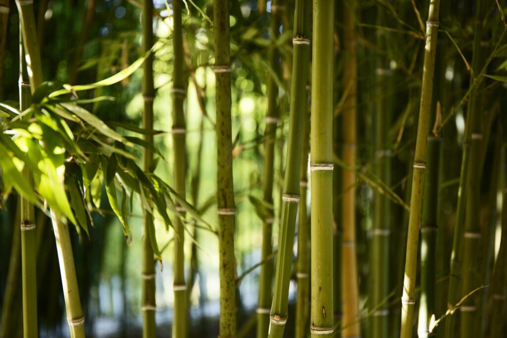 green bamboo forest daylight 1