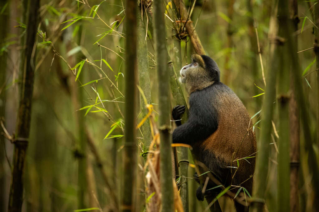 wild very rare golden monkey bamboo forest