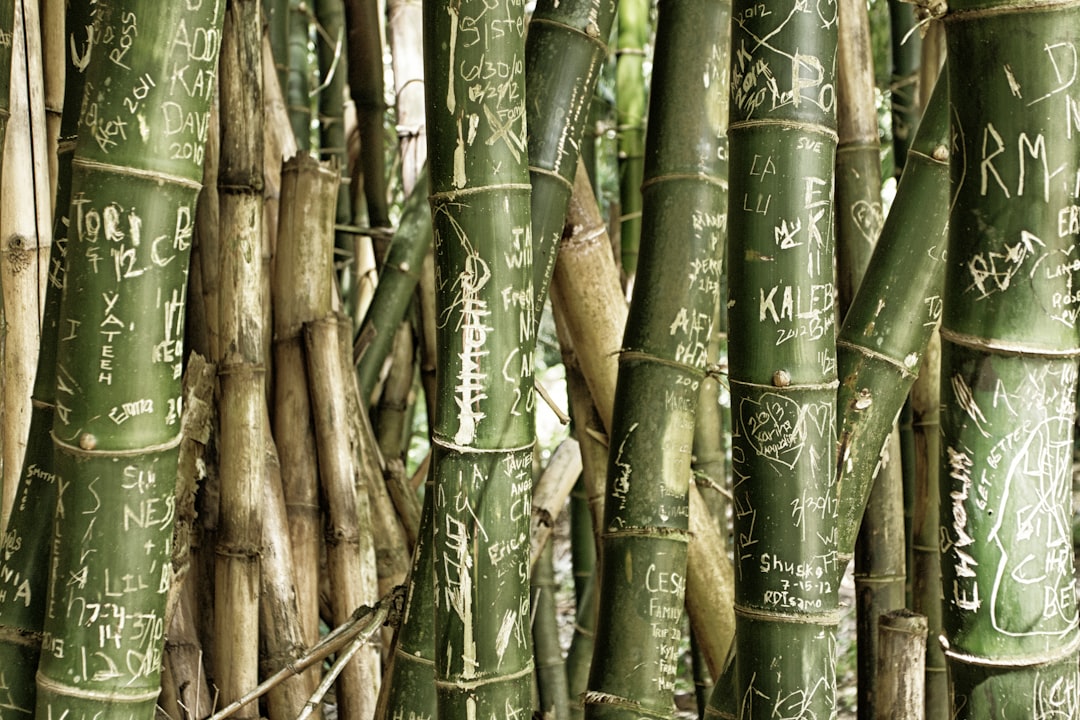 green bamboo tree during daytime