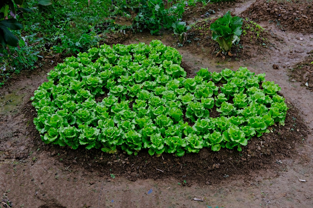 a patch of green plants growing in the dirt