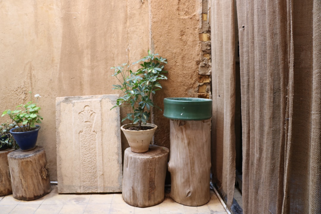 green potted plant on brown wooden seat