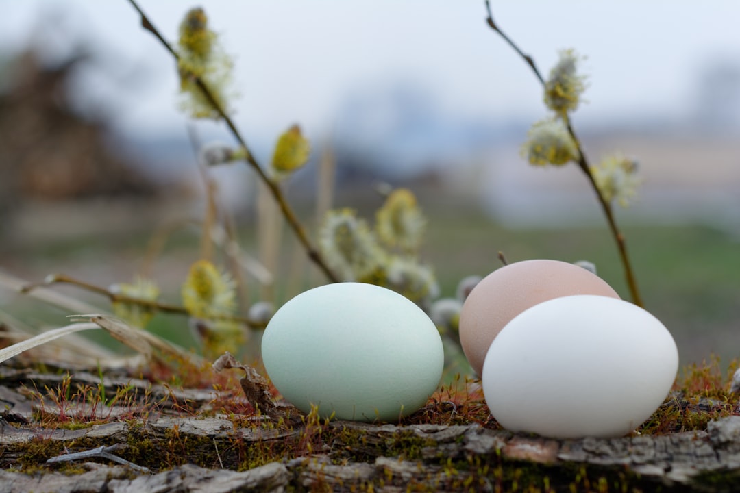 white egg on brown dried leaves
