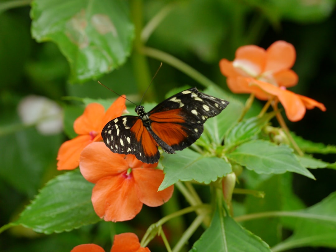 A close up of a butterfly on a flower