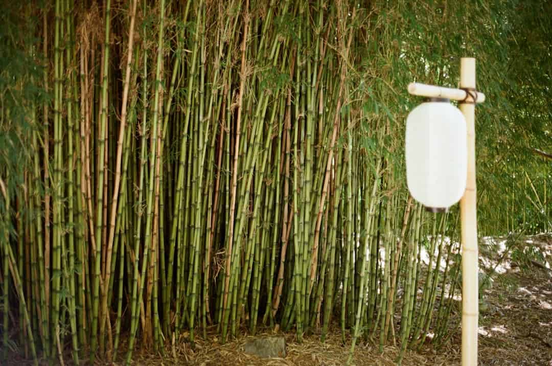 Bamboo Steamer