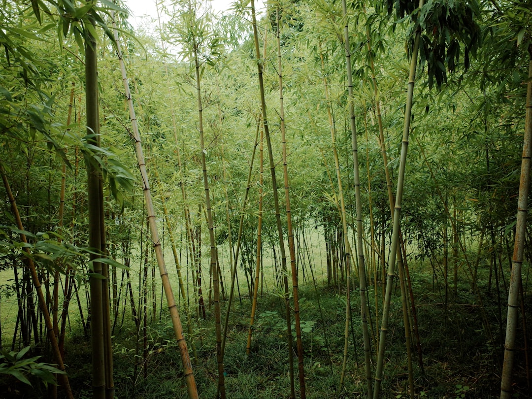 Bamboo forest filled with green plants.