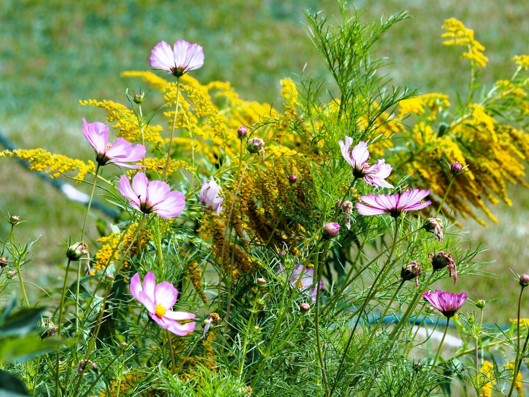 A bunch of flowers that are in the grass