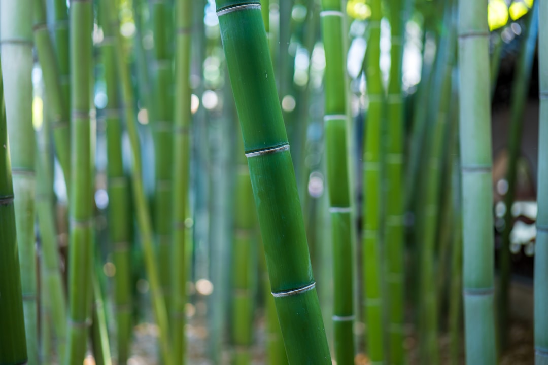 Green bamboo stalks in a forest